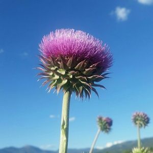 Meet your Posher, Savannah